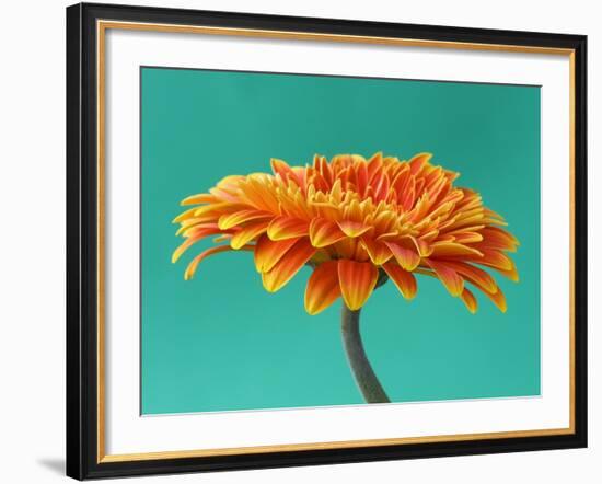 Orange Gerbera Daisy-Clive Nichols-Framed Photographic Print