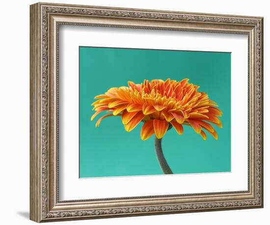 Orange Gerbera Daisy-Clive Nichols-Framed Photographic Print