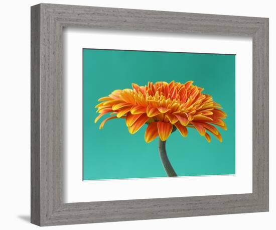 Orange Gerbera Daisy-Clive Nichols-Framed Photographic Print