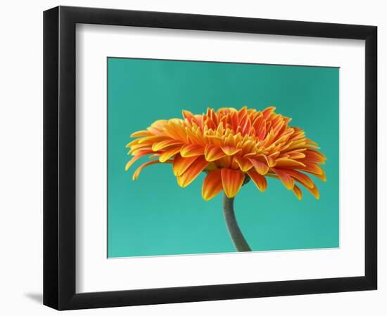 Orange Gerbera Daisy-Clive Nichols-Framed Photographic Print