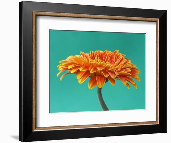 Orange Gerbera Daisy-Clive Nichols-Framed Photographic Print