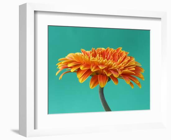 Orange Gerbera Daisy-Clive Nichols-Framed Photographic Print