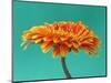 Orange Gerbera Daisy-Clive Nichols-Mounted Photographic Print