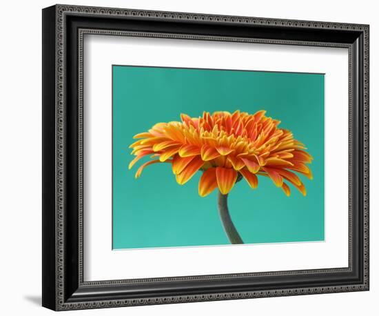 Orange Gerbera Daisy-Clive Nichols-Framed Photographic Print