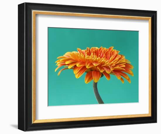 Orange Gerbera Daisy-Clive Nichols-Framed Photographic Print