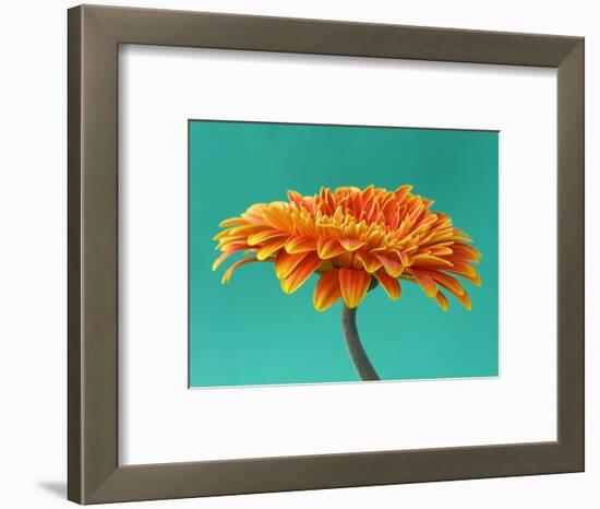 Orange Gerbera Daisy-Clive Nichols-Framed Photographic Print