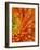 Orange Gerbera Daisy-Clive Nichols-Framed Photographic Print