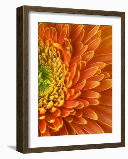 Orange Gerbera Daisy-Clive Nichols-Framed Photographic Print