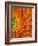 Orange Gerbera Daisy-Clive Nichols-Framed Photographic Print