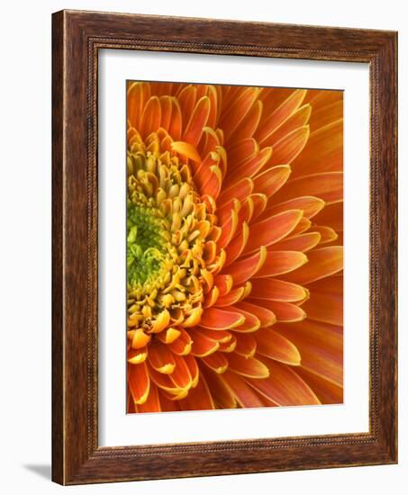 Orange Gerbera Daisy-Clive Nichols-Framed Photographic Print