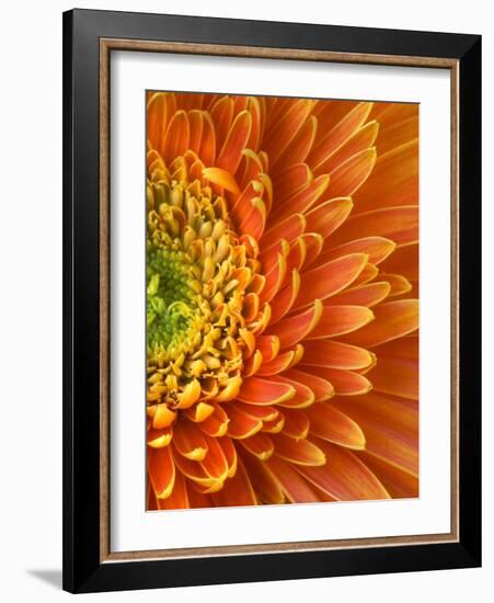 Orange Gerbera Daisy-Clive Nichols-Framed Photographic Print