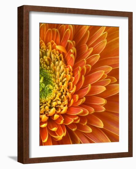 Orange Gerbera Daisy-Clive Nichols-Framed Photographic Print