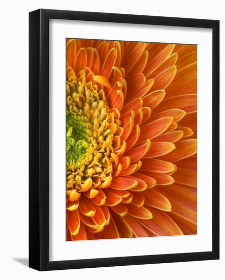 Orange Gerbera Daisy-Clive Nichols-Framed Photographic Print