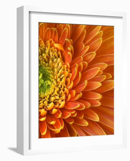 Orange Gerbera Daisy-Clive Nichols-Framed Photographic Print