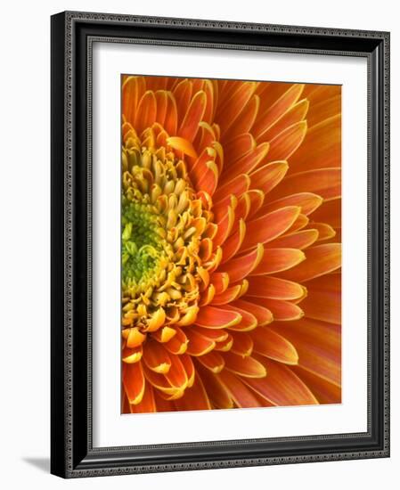 Orange Gerbera Daisy-Clive Nichols-Framed Photographic Print