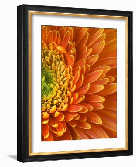 Orange Gerbera Daisy-Clive Nichols-Framed Photographic Print