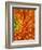 Orange Gerbera Daisy-Clive Nichols-Framed Photographic Print