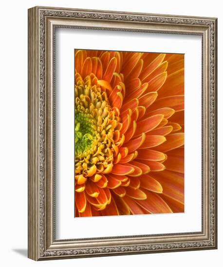 Orange Gerbera Daisy-Clive Nichols-Framed Photographic Print