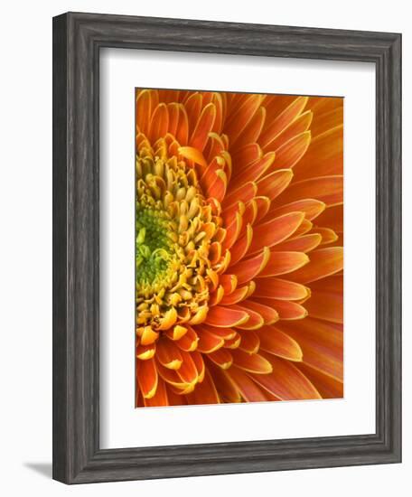 Orange Gerbera Daisy-Clive Nichols-Framed Photographic Print