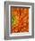 Orange Gerbera Daisy-Clive Nichols-Framed Photographic Print