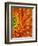 Orange Gerbera Daisy-Clive Nichols-Framed Photographic Print