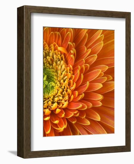 Orange Gerbera Daisy-Clive Nichols-Framed Photographic Print