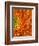 Orange Gerbera Daisy-Clive Nichols-Framed Photographic Print