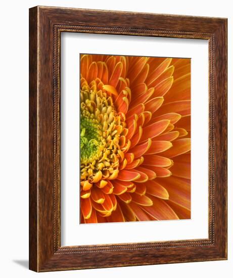 Orange Gerbera Daisy-Clive Nichols-Framed Photographic Print