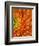 Orange Gerbera Daisy-Clive Nichols-Framed Photographic Print