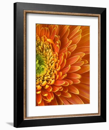 Orange Gerbera Daisy-Clive Nichols-Framed Photographic Print