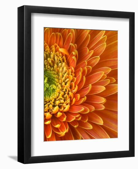 Orange Gerbera Daisy-Clive Nichols-Framed Photographic Print