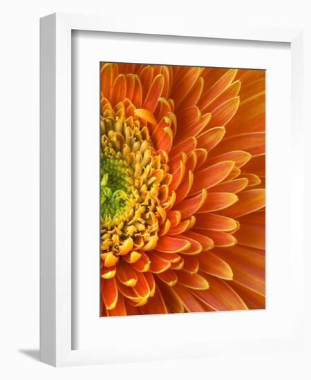 Orange Gerbera Daisy-Clive Nichols-Framed Photographic Print