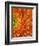 Orange Gerbera Daisy-Clive Nichols-Framed Photographic Print