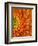 Orange Gerbera Daisy-Clive Nichols-Framed Photographic Print