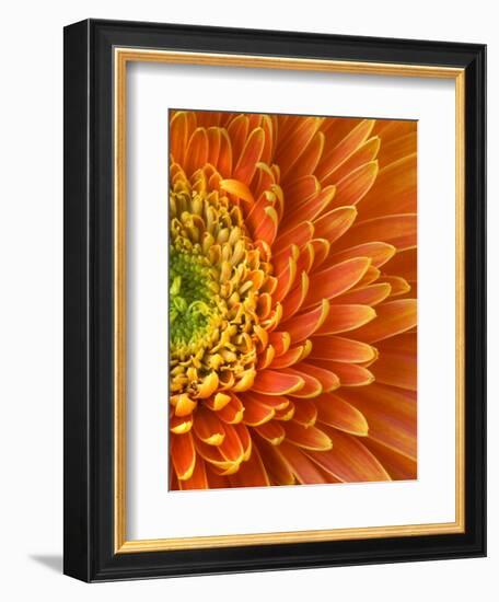 Orange Gerbera Daisy-Clive Nichols-Framed Photographic Print