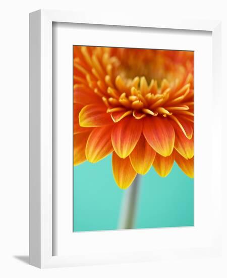 Orange Gerbera Daisy-Clive Nichols-Framed Photographic Print