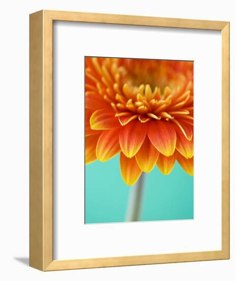 Orange Gerbera Daisy-Clive Nichols-Framed Photographic Print