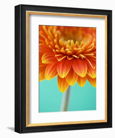 Orange Gerbera Daisy-Clive Nichols-Framed Photographic Print