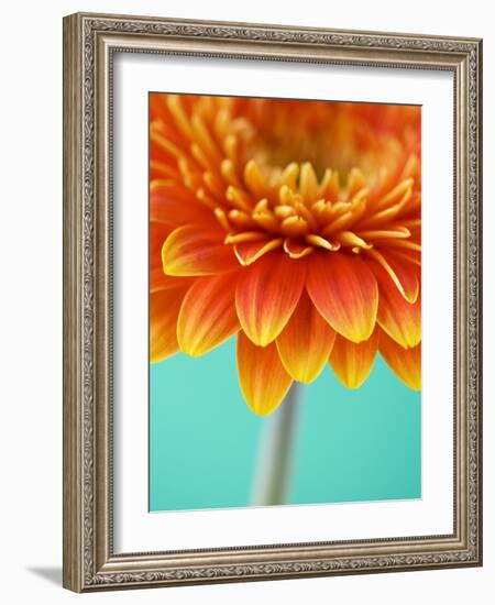 Orange Gerbera Daisy-Clive Nichols-Framed Photographic Print