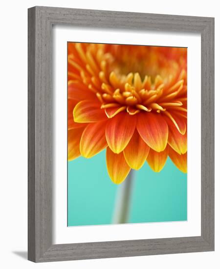 Orange Gerbera Daisy-Clive Nichols-Framed Photographic Print