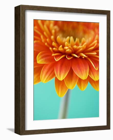 Orange Gerbera Daisy-Clive Nichols-Framed Photographic Print