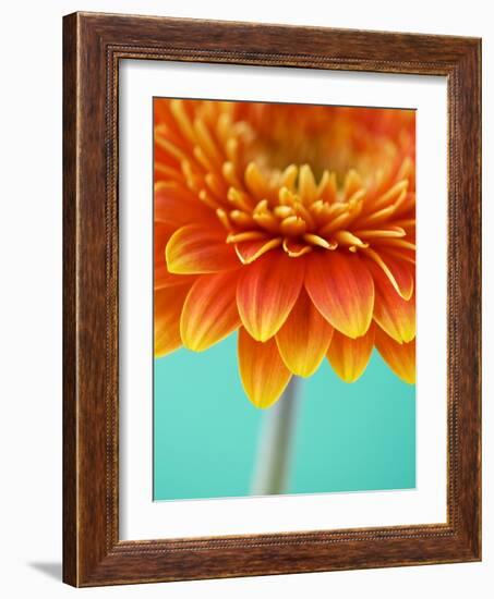 Orange Gerbera Daisy-Clive Nichols-Framed Photographic Print