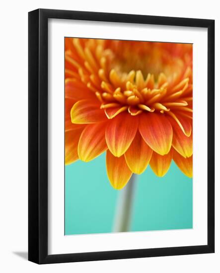 Orange Gerbera Daisy-Clive Nichols-Framed Photographic Print