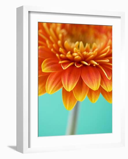 Orange Gerbera Daisy-Clive Nichols-Framed Photographic Print