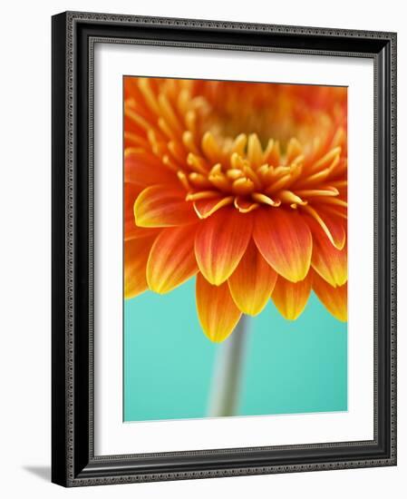 Orange Gerbera Daisy-Clive Nichols-Framed Photographic Print