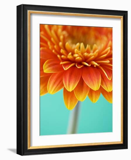 Orange Gerbera Daisy-Clive Nichols-Framed Photographic Print