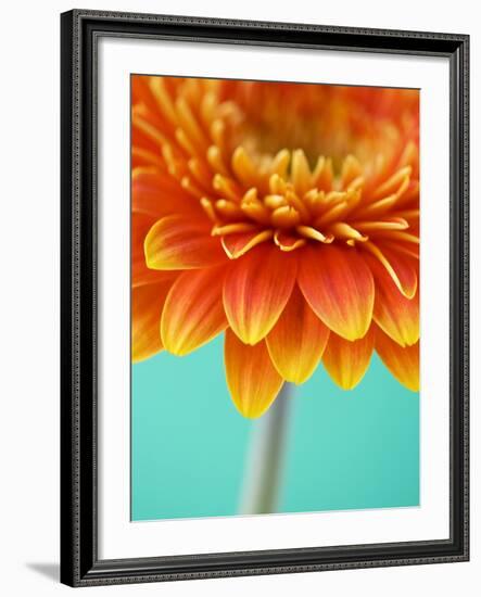 Orange Gerbera Daisy-Clive Nichols-Framed Photographic Print