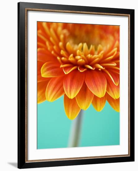 Orange Gerbera Daisy-Clive Nichols-Framed Photographic Print