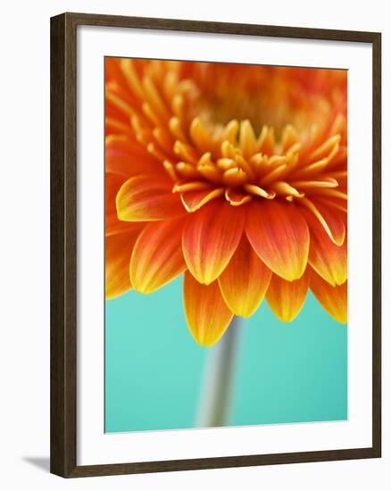 Orange Gerbera Daisy-Clive Nichols-Framed Photographic Print