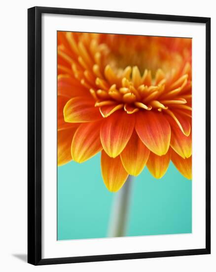 Orange Gerbera Daisy-Clive Nichols-Framed Photographic Print